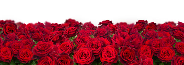 一束深红色的玫瑰靠近了图片下载