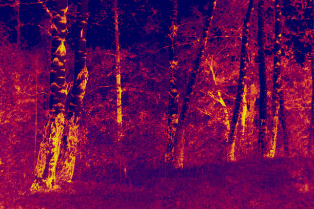 美丽森林的红外场景图片下载