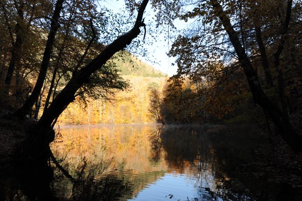 秋天的落叶图片下载