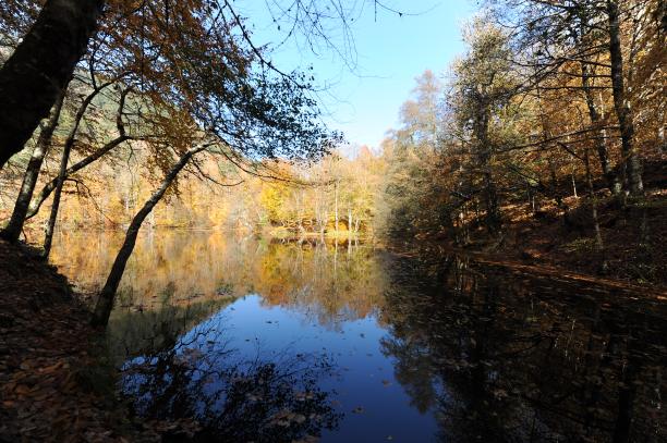 秋天的落叶图片下载