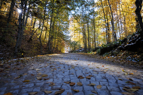 秋天的落叶图片下载