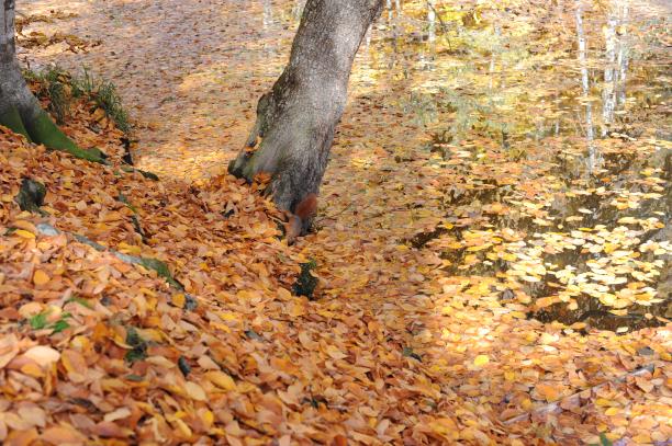 秋天的落叶图片下载