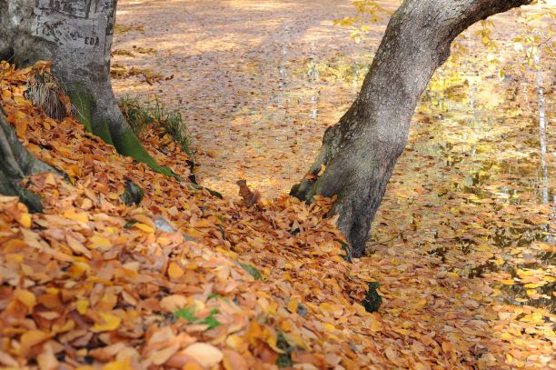 秋天的落叶图片下载