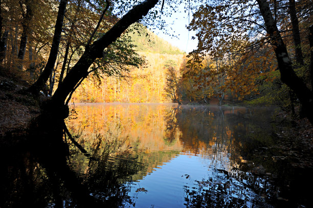 秋天的落叶图片下载