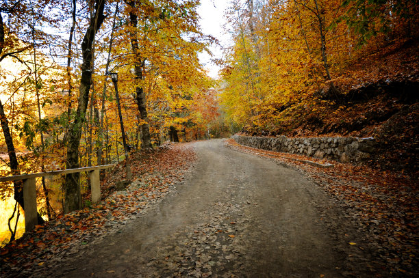 秋天的落叶图片下载