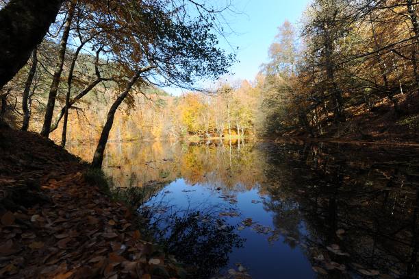 秋天的落叶图片下载