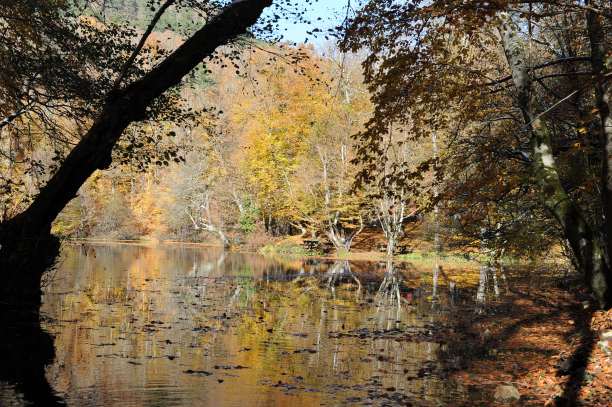 秋天的落叶图片下载