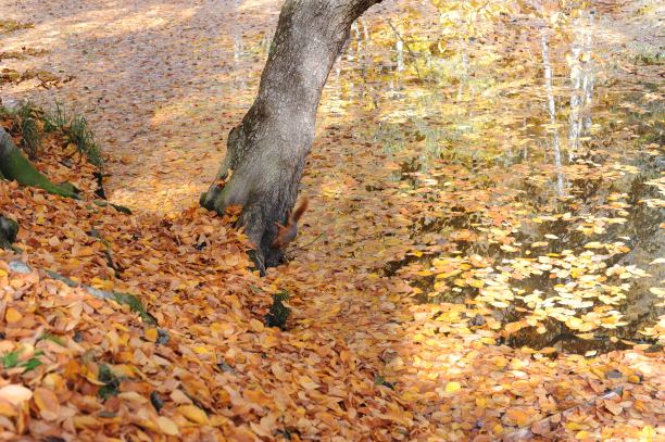 秋天的落叶图片下载