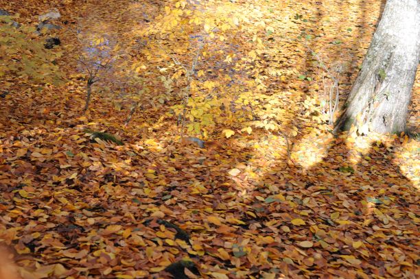 秋天的落叶图片下载