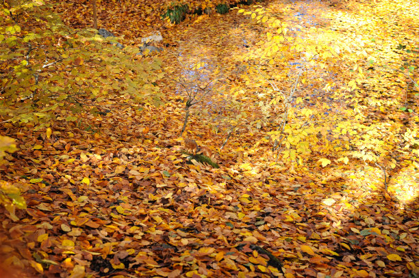 秋天的落叶图片下载