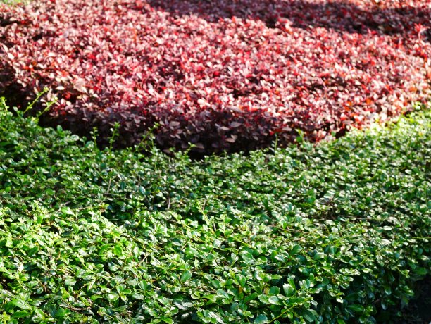 美丽的热带绿色和红色的花园图片下载