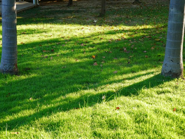 草地花园在农村图片下载