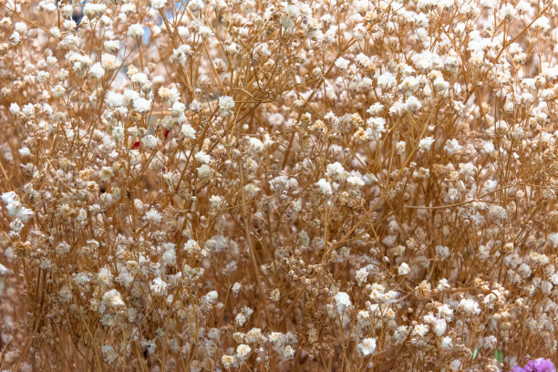 以缤纷的色调，拉近一组白色的花和叶。图片下载