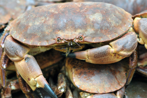 螃蟹蛋糕图片下载