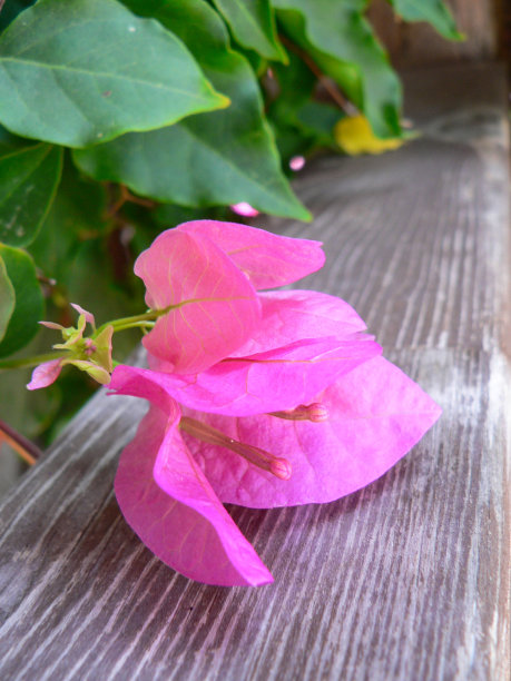 九重葛花的质地和背景图片下载