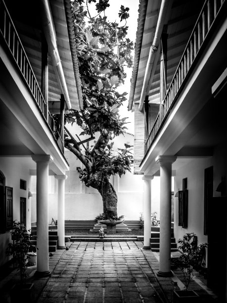 生命之树图片下载