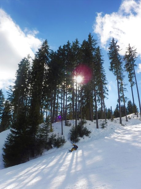 阳光穿过树林图片下载