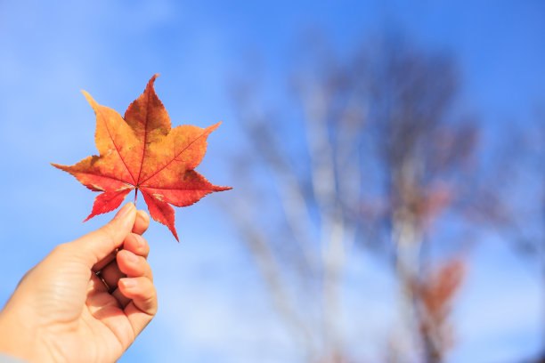人的手捧着一片红红的秋叶，映衬着蓝天白云。图片下载