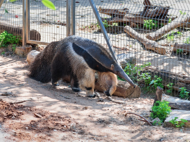 晴朗户外，巨型食蚁兽在地面行走图片下载