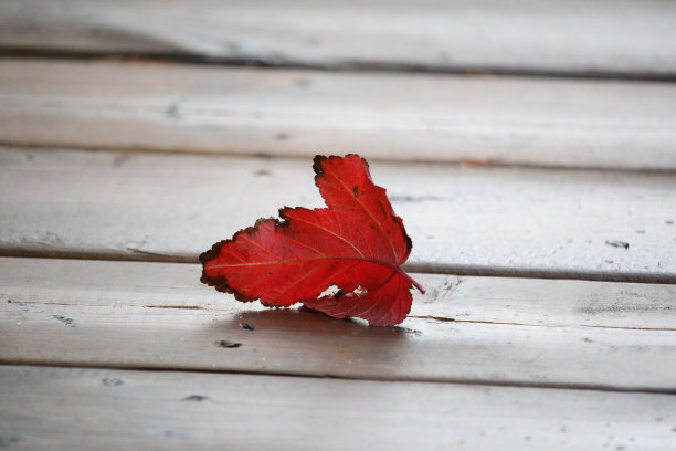 红色的叶子图片下载