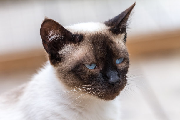 黑脸白猫。图片下载