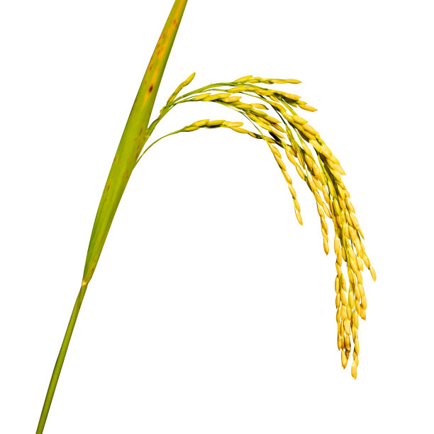 水稻，黄色水稻植株孤立在白色背景图片下载