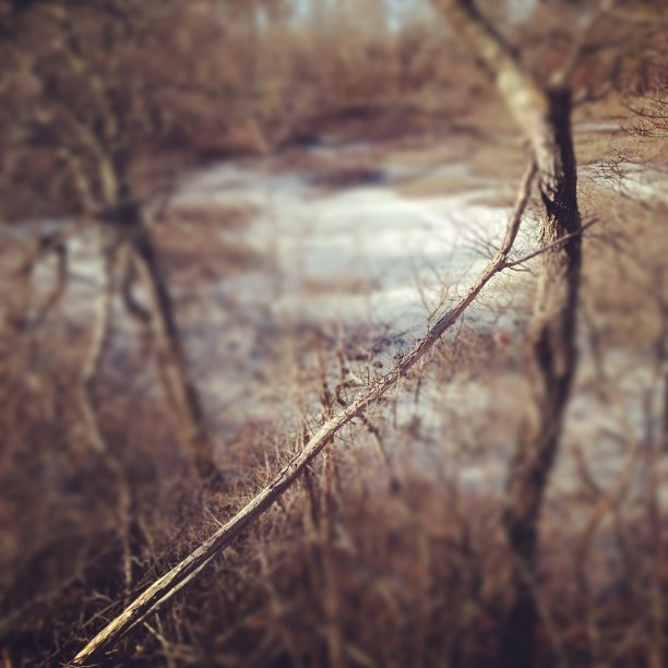 树枝靠着一棵小树图片下载