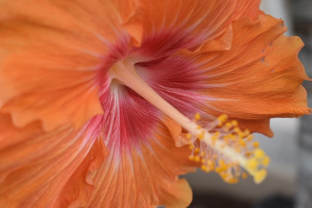 一个美丽的橙色木槿花的特写图片下载