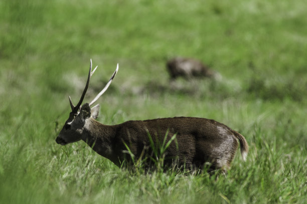 日落时分，猪鹿在草地上图片下载