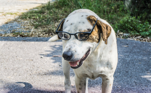在一个阳光明媚的日子里，公园里一只戴着眼镜的泰国白色流浪狗。图片下载