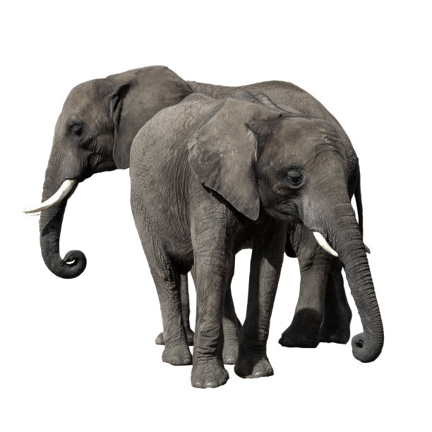 两只非洲象孤立地站在白色的背景上。图片下载