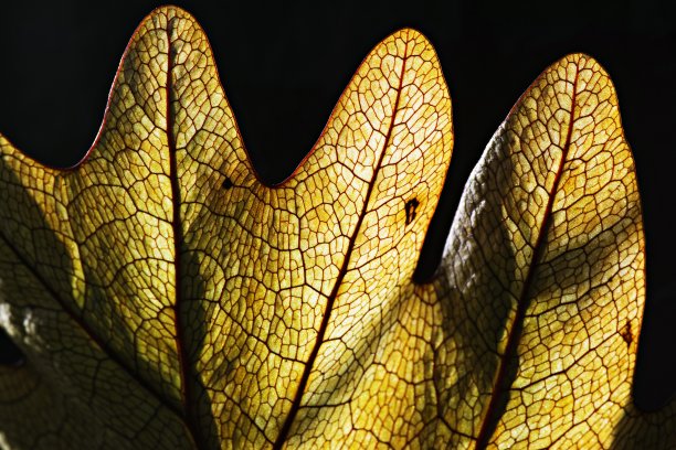 闭合明亮的叶子细节。图片下载