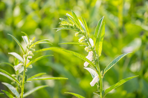 台湾台南西岗的芝麻田和美丽的花朵，特写，宏观图片下载