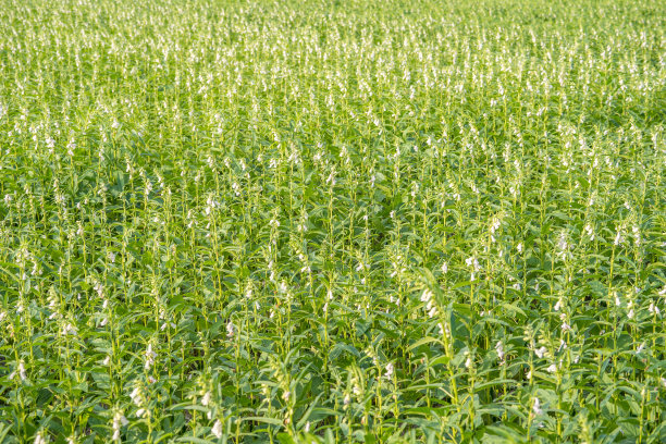台湾台南西岗的芝麻田和美丽的花朵，特写，宏观图片下载