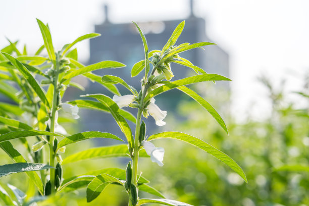 台湾台南西岗的芝麻田和美丽的花朵，特写，宏观图片下载
