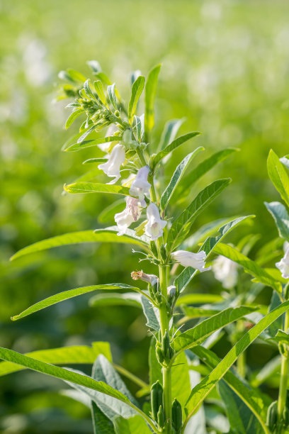 台湾台南西岗的芝麻田和美丽的花朵，特写，宏观图片下载