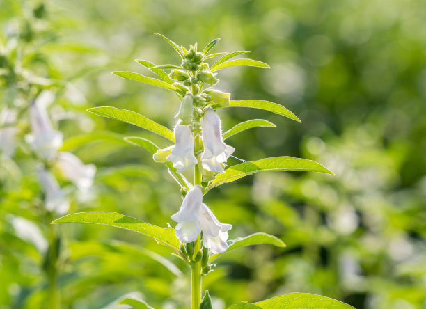 台湾台南西岗的芝麻田和美丽的花朵，特写，宏观图片下载