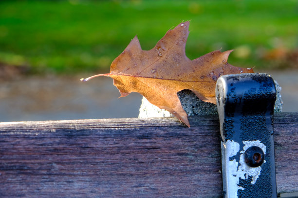 秋天叶子图片下载