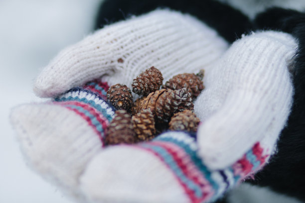 手持香柏木锥图片下载