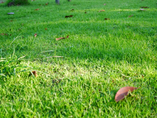 草地花园在农村图片下载