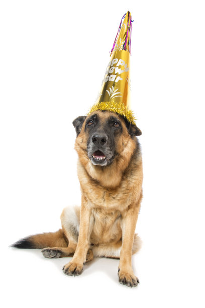 除夕狗的庆祝活动图片下载