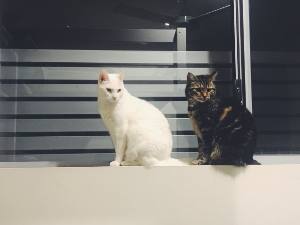 你看到了吗?图片下载