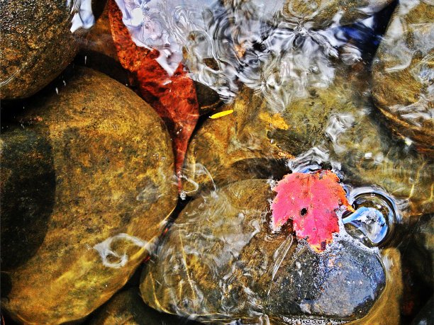 秋天的落叶图片下载