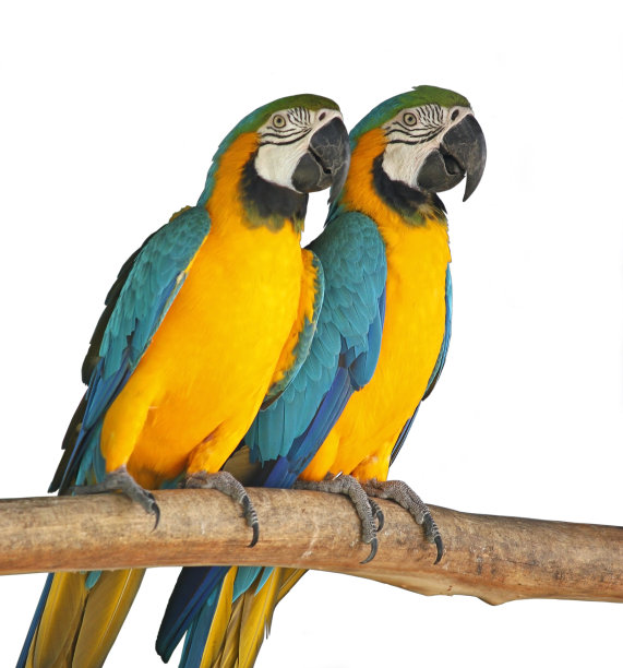 一对橙色的太阳在睡觉素材图片