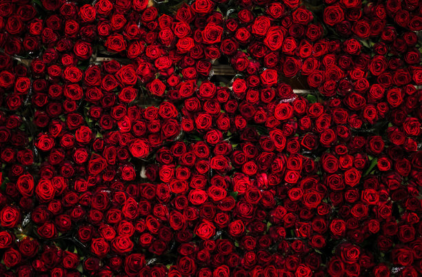 从上面俯瞰，在鲜花拍卖会上，无数美丽的红玫瑰放在花车上图片下载