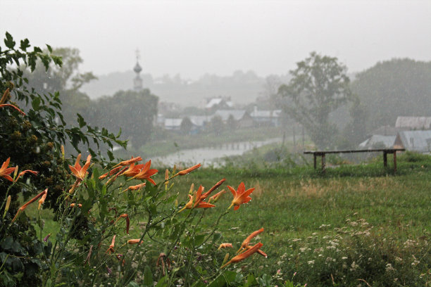 苏兹达尔的一个村庄和长凳的背景上，雨中的橙色百合图片下载