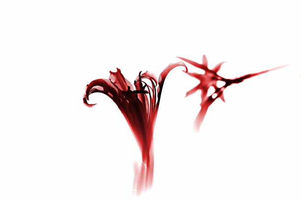 红色和黑色图片下载