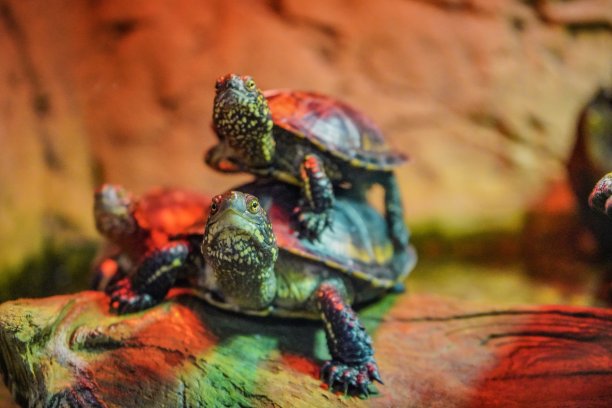 乌龟在上面和旁边图片下载