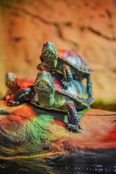 乌龟在上面和旁边图片下载