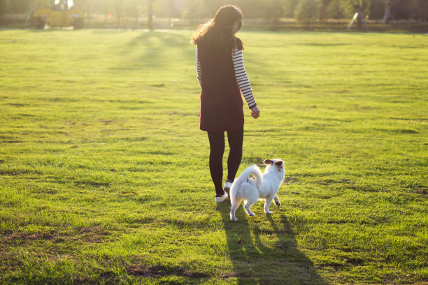 狗和女主人，公园背景图片下载